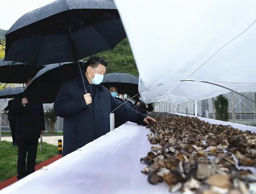圖片關(guān)鍵詞 http://www.mushroommarket.net/file/upload/202004/21/16-38-52-95-283825.jpg