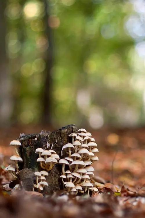 圖片關鍵詞 國家蘑菇地理:中國哪里的蘑菇最好吃?