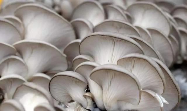 圖片關鍵詞 國家蘑菇地理:中國哪里的蘑菇最好吃?
