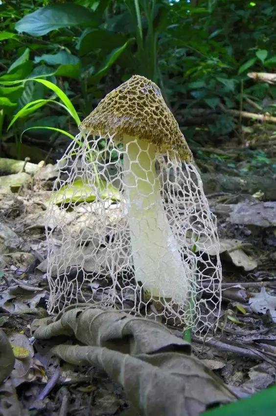 圖片關鍵詞 國家蘑菇地理:中國哪里的蘑菇最好吃?